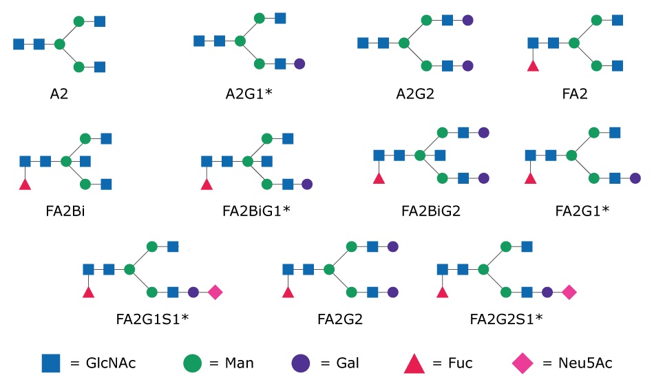 Glycan structures Schematic representation of glycan structures with SNFG symbols indicating GlcNAc, mannose, galactose, fucose, and sialic acid residues.